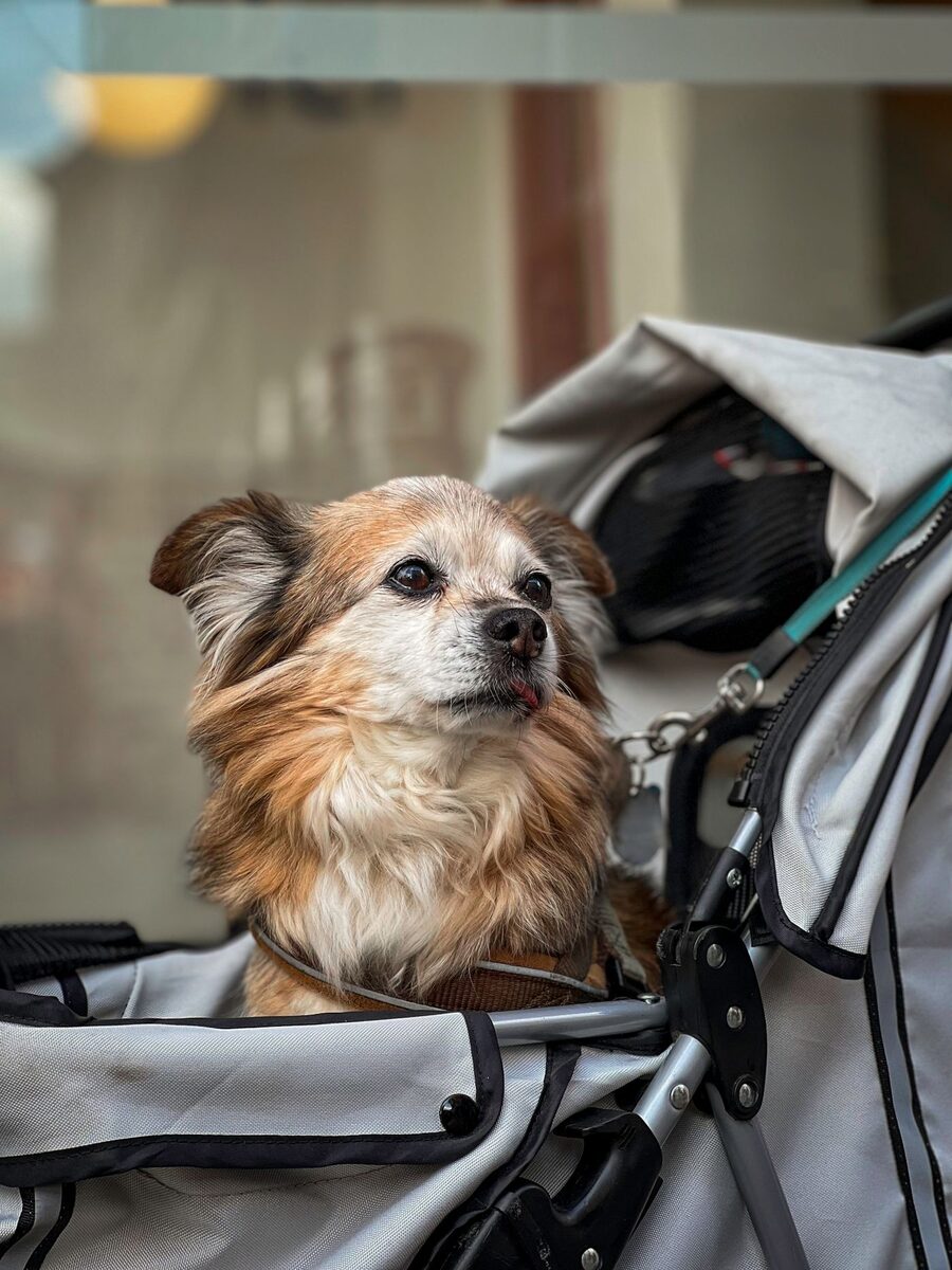 Liten hund som sitter i en grå hundvagn och tittar ut